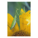 Suche nach gelbe blüte poster Flora