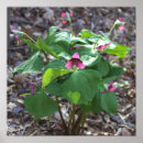 Suche nach rosa wildblumen poster Natur