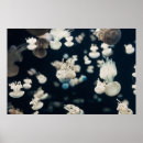 Suche nach vintage quallen poster Unterwasser