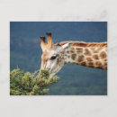 Suche nach giraffen postkarten Zoo