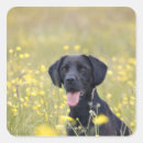 Suche nach schwarzes labrador aufkleber Haustiere