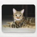 Suche nach bengalische katze mousepads Haustier
