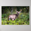 Suche nach weißer hirsch poster Für ihn