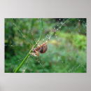 Suche nach orb poster Web
