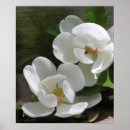 Suche nach magnolie poster Natur