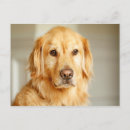 Suche nach golden retriever poster Nahaufnahme
