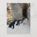 Suche nach penguin postkarten Vogelvogel
