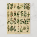 Suche nach hebammen poster Kräuter