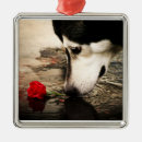 Suche nach roter malamute Hunde