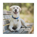 Suche nach labor fliesen Welpe