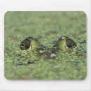 Suche nach rana Frosch