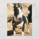 Suche nach bull terrier postkarten Haustier