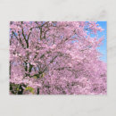 Suche nach kirschblüte blüte postkarten Kirschbaum
