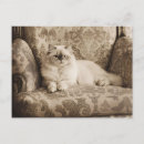 Suche nach sofa postkarten Katze