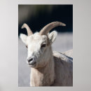 Suche nach mutterschaf poster Tier