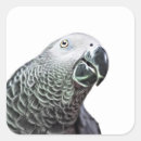 Suche nach grau papagei aufkleber Hähnchen
