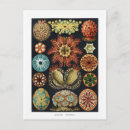 Suche nach seeigel postkarten Seestern