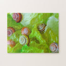 Suche nach schnecken puzzle Muscheln