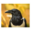 Suche nach vogelbeobachtung kunst poster Krähe