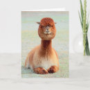 Suche nach alpaca karten Begrüßung
