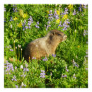 Suche nach murmeltiere poster Wildtiere