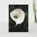 Suche nach calla karten Grün