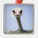 Suche nach stehend ornamente Wild lebende tiere