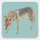 Suche nach werden sie kojote aufkleber Tierwelt