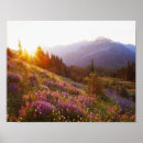 Suche nach reinheit poster Wiese