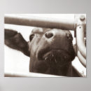 Suche nach lustiges kuh poster Fotografie