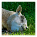 Suche nach schuh poster Tiere