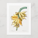 Suche nach bananen poster Frucht