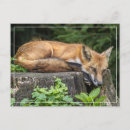 Suche nach red fox postkarten Natur