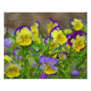 Suche nach viola poster Violett
