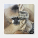 Suche nach gibbon magnete Primat