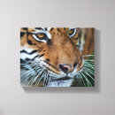 Suche nach wilder tiger leinwandbilder Große katze