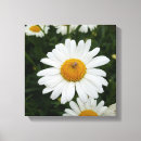 Suche nach gänseblümchen leinwand leinwandbilder Weiß