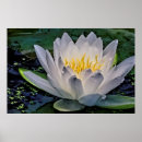 Suche nach lotus blume poster Grün