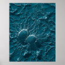 Suche nach bakteriell poster Bakterien