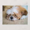 Suche nach shih tzu postkarten Welpe