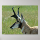 Suche nach antilopen poster Antelope