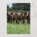 Suche nach thoroughbred postkarten Gras