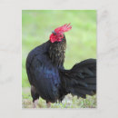 Suche nach jahr des hahns postkarten Huhn