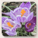 Suche nach krokus untersetzer Blume