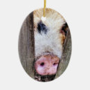 Suche nach niedliches schwein ornamente Lustig