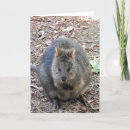 Suche nach kängurus karten Tierfotografie