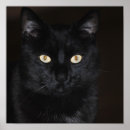 Suche nach kleine schwarze katze poster Tiere