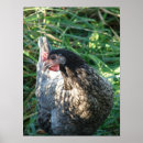 Suche nach blaue hunde poster Haustier
