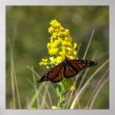 Suche nach gelber schmetterling poster Blumen