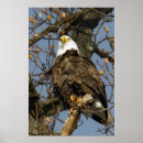 Suche nach raubvogel kunst Flügel